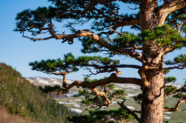 beautiful tree on the nature background in the mountains