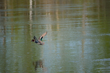 beautiful colourful duck flying low over river water surface in summer