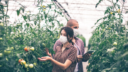 Modern technologies in farming. Young scientists working on a tomato greenhouse farm. Compare the...