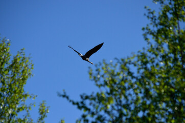 majestic big crane bird on blue summer sky