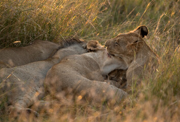 A pride of lion in the morning hours in Savanah, Masai Mara, Kenya