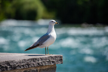 Obraz premium niagara falls from the river