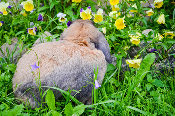 rabbit in the grass