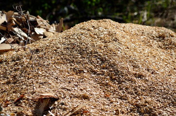 saw dust pile in forest
