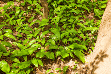 Top view edible plants growing in early spring forest