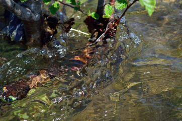 water flowing over small tree trunk