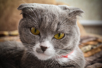 portrait of a cat