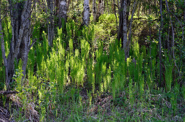 green arctic fern plant