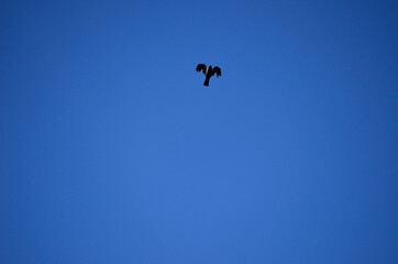 crow on blue summer sky