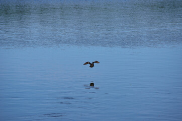 beautiful duck takes off from river water surface in summer