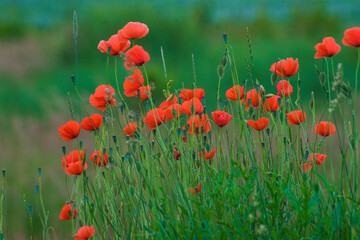 Obraz premium Red wild poppies among cereals and grass, red flowers on a blue background, nature, beauty, macro, closeup