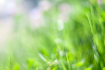 defocused green grass with bokeh lights