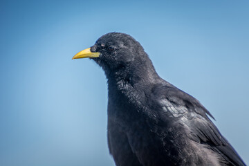 Close up Alpine chough Pyrrhocorax graculus in Alps mountains. A portrait of an alpine chough perched at high altitude