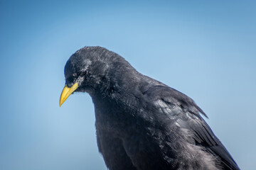 Close up Alpine chough Pyrrhocorax graculus in Alps mountains. A portrait of an alpine chough perched at high altitude