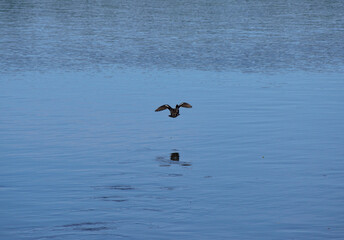 beautiful duck takes off from river water surface in summer