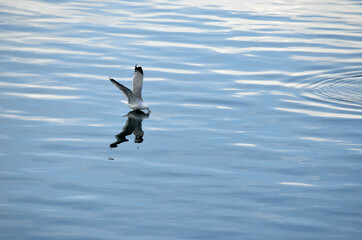 seagull in flight