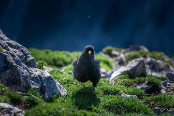 Alpine chough walk on rocks and green grass in Alps mountains. Shallow depth of field of black bird in the crow family
