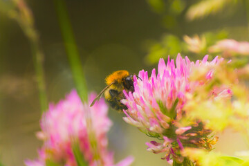 Bumblebee drinking nectar on a clover flower, insect, nature, macro