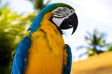 close by blue macaw