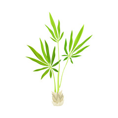 Tropical Tree with Green Foliage and Thin Trunk Vector Illustration