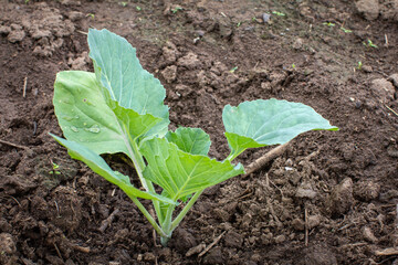 young seedlings of cabbage growing in the garden
