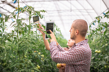Young scientists working on a tomato greenhouse farm. Compare the data in the tablet. Work on an...