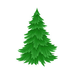 Evergreen Coniferous Fir Tree with Exuberant Foliage Vector Illustration