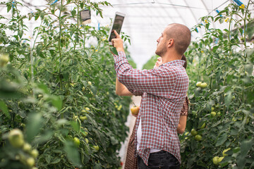 Young scientists working on a tomato greenhouse farm. Compare the data in the tablet. Work on an...