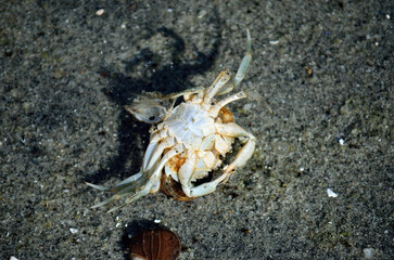 empty crab shell in sea water