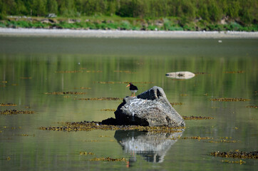 oystercatcher birds on ocean boulder