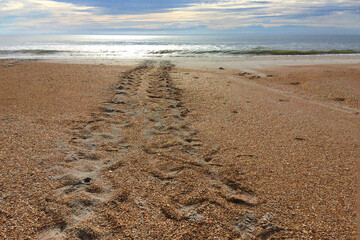 Turtle Tracks 2