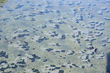 floating sand on fjord surface as high tide is coming in