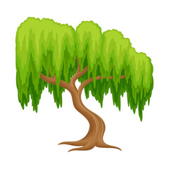 Willow Tree with Exuberant Green Foliage and Trunk Vector Illustration © Happypictures