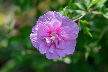 Hibiscus syriacus syrian ketmia ornamental flowering plant, violet purple flowers in bloom, green...
