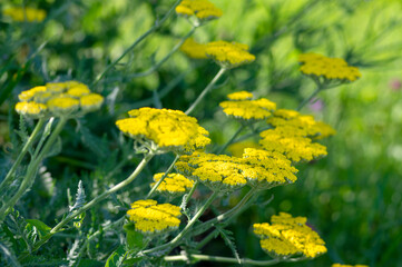 Achillea filipendulinayarrow nosebleed yellow flowers in bloom, ornamental flowering plant, bouquet on tall green stem