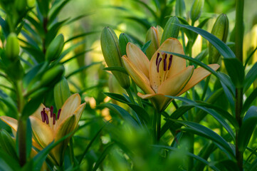 Lilium flowers in bloom, asiatic hybrids ornamental cultivated, flowering lilies, bouquet in bloom, buds and flowers with petals