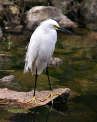 Snowy Egret bird Stock Photos. Image. Portrait. Picture. Beautiful white fluffy feathers plumage. Standing on moss rock. Foliage background. White color.