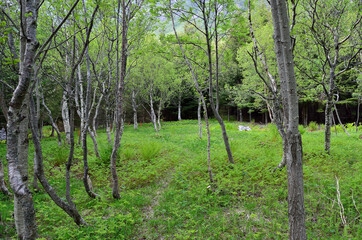 summer willow tree forest