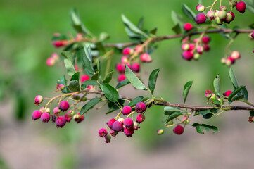 Amelanchier lamarckii ripe and unripe fruits on branches, group of berry-like pome fruits called serviceberry or juneberry