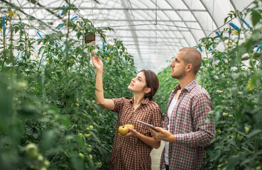 Young scientists working on a tomato greenhouse farm. Compare the data in the tablet. Work on an...