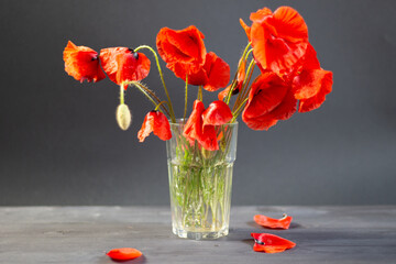 Red poppy flowers bouquet in vase with some fallen petals on black background