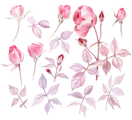 Fototapeta na wymiar Watercolor set of light garden roses, rose buds, leaves and a branch. Gentle, passionate and romantic illustration. 