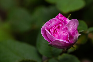 Beautiful fresh tea rose flowers. Macro photography. Postcard.
