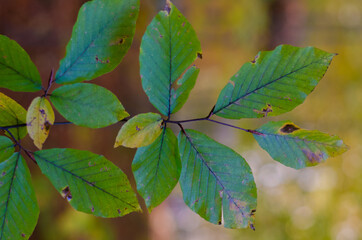 green leaves in the sun
