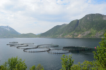 Obraz premium salmon farming facility in norwegian fjord