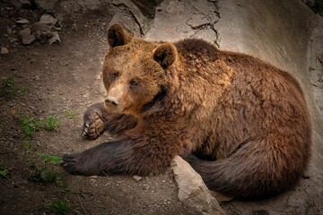 Fototapeta premium Brownbear (lat. Ursus arctos) - Czech Republic