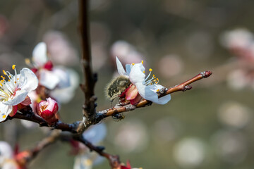 christmas tree decorations