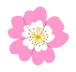 dog rose flower (Rosa canina) isolated on white background
