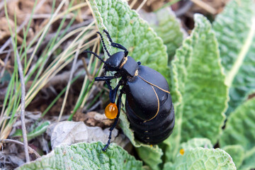 colorado potato beetle