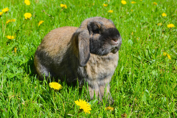 rabbit on a walk